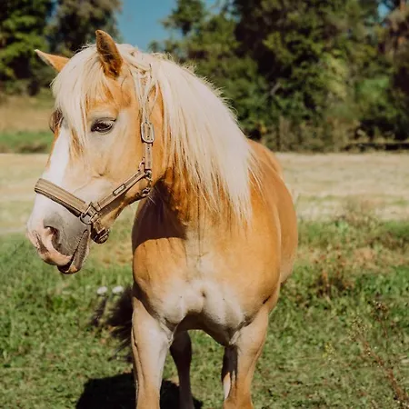 ゲストハウス Friedrichshof オーバートルバッハ
