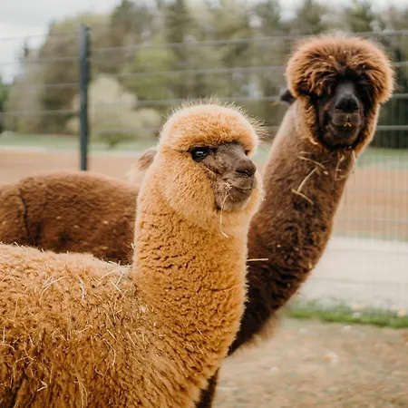 Friedrichshof ゲストハウス 3*